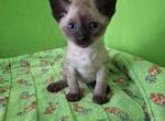 Sabrina - Devon Rex Kitten For Sale - 