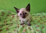 Davina - Devon Rex Kitten For Sale - Ironwood&comma; MI&comma; US