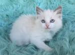Snowball female Ragdoll - Ragdoll Kitten For Sale - WA&comma; US