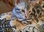 Silver Baby Bengal - Bengal Kitten For Sale - Valley Springs&comma; CA&comma; US