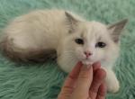 Bicolor female Ragdoll registration available - Ragdoll Kitten For Sale - WA&comma; US