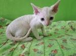 Tank - Devon Rex Kitten For Sale - Ironwood&comma; MI&comma; US