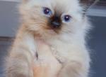 Thomas - Ragdoll Kitten For Sale - Punta Gorda&comma; FL&comma; US