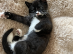 Oreo - Domestic Kitten For Sale - Westfield&comma; MA&comma; US
