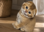 Golden Scottish fold - Scottish Fold Kitten For Sale - Brooklyn&comma; NY&comma; US
