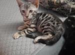 Silver Baby Bengal - Bengal Kitten For Sale - Valley Springs&comma; CA&comma; US