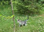 Bengal Kittens Mixed - Bengal Kitten For Sale - Oly&comma; WA&comma; US
