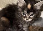 Maine coon litter - Maine Coon Kitten For Sale - Colorado Springs&comma; CO&comma; US