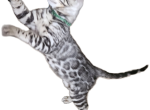 READY Male Silver Bengal Kitten - Bengal Kitten For Sale - MI&comma; US