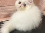 Copper eye white - Persian Kitten For Sale - Alameda&comma; CA&comma; US