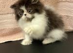Black and white girl - Persian Kitten For Sale - Alameda&comma; CA&comma; US