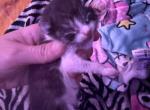 Maine coon and manx cross - Maine Coon Kitten For Sale - Cushing&comma; TX&comma; US