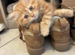2 Male Persians - Persian Kitten For Sale - Whittier&comma; CA&comma; US