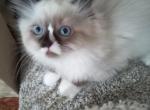 Bb - Ragdoll Kitten For Adoption - 