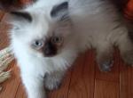 Monk - Ragdoll Kitten For Sale - Naugatuck&comma; CT&comma; US