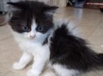 RAGAMUFFIN - Ragamuffin Kitten For Sale - Kerrville&comma; TX&comma; US