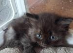 RAGAMUFFIN LITTER - Ragamuffin Kitten For Sale - Kerrville&comma; TX&comma; US