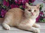 Uno - British Shorthair Kitten For Sale - 