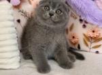 Potapuf - Scottish Fold Kitten For Sale - Los Angeles&comma; CA&comma; US