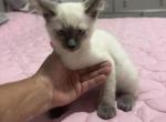 Boby - Siamese Kitten For Sale - Lehigh Acres&comma; FL&comma; US