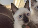 Jane - Siamese Kitten For Sale - Lehigh Acres&comma; FL&comma; US