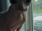 Little Man - Sphynx Kitten For Adoption - Saint Augustine&comma; FL&comma; US