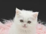 Exotic white female - Exotic Kitten For Sale - Palm Coast&comma; FL&comma; US