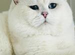 British shorthair - British Shorthair Cat For Sale - Ontario&comma; NY&comma; US