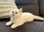 Arctic - British Shorthair Kitten For Sale - Phila&comma; PA&comma; US
