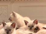Athenas kittens - Siamese Kitten For Sale - Waltham&comma; MA&comma; US