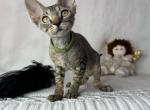 Devon Rex tabby female - Devon Rex Kitten For Sale - Hollywood&comma; FL&comma; US