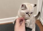 Cuteness - Scottish Straight Kitten For Sale - Jersey City&comma; NJ&comma; US