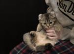Brownie - Scottish Straight Kitten For Sale - Jersey City&comma; NJ&comma; US