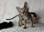 Tabby male - Devon Rex Kitten For Sale - Hollywood&comma; FL&comma; US