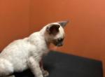 1 beautiful boy for reduced - Siamese Kitten For Sale - Philadelphia&comma; PA&comma; US