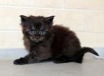 SPECTACULAR EUROPEAN BLACK SMOKE MAINE COON BOY - Maine Coon Kitten For Sale - DC&comma; US