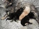 Rose - Maine Coon Cat For Sale/Retired Breeding - Clayton&comma; NC&comma; US