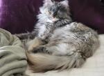Rose - Maine Coon Cat For Sale/Retired Breeding - Clayton&comma; NC&comma; US