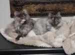 Rose - Maine Coon Cat For Sale/Retired Breeding - Clayton&comma; NC&comma; US