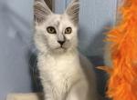 Ishtar - Maine Coon Kitten For Sale - Lake Lure&comma; NC&comma; US