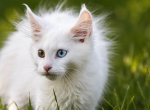 Kanga - Maine Coon Kitten For Sale - Dunnellon&comma; FL&comma; US