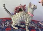 Snow mink girls - Bengal Kitten For Sale - Vista&comma; CA&comma; US
