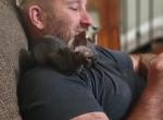 Cole - Sphynx Kitten For Sale - 