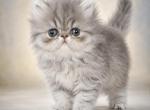 Persian female - Persian Kitten For Sale - East Greenbush&comma; NY&comma; US