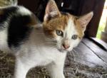 squeak - Domestic Kitten For Sale - Castleton&comma; VT&comma; US