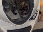 coco - American Shorthair Cat For Adoption - Houston&comma; TX&comma; US