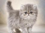 Persian male - Persian Kitten For Sale - East Greenbush&comma; NY&comma; US