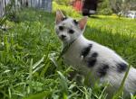 kitty - Domestic Kitten For Sale - Castleton&comma; VT&comma; US
