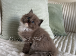 Poppy - Ragdoll Kitten For Sale - 