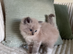 Iris - Ragdoll Kitten For Sale - 